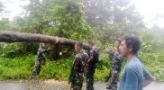 Evakuasi pohon tumbang mengerahkan beberapa prajurit dengan menggunakan kampak, parang dan tali tambang. (Foto:nyatanya.com/Pen Satgas Yonif 403/WP)