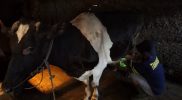 Pekerja saat menyelesaikan pemerahan susu sapi di peternakan Dukuh Kepalon Desa Karangkendal Kecamatan Tamansari. (Foto: Diskominfo Kabupaten Boyolali)