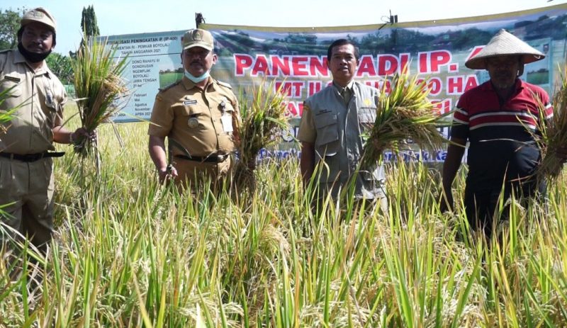 Kepala Dinas Pertanian Boyolali Bambang Jiyanto bersama petani Desa Donohudan Kecamatan Ngemplak melakukan panen padi dengan konsep IP Padi 400. (Foto: Diskominfo Boyolali)