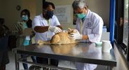 Hewan peliharaan yang telah terdaftar untuk mengikuti vaksinasi rabies di Sleman, Kucing sebanyak 446 ekor, Anjing 51 ekor dan Kera 3 ekor. (Foto:Humas Sleman)