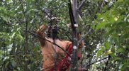 Pohon Gaharu memiliki bau wangi dan sudah terkenal manfaatnya untuk obat herbal yang terkenal sejak jaman dulu. Dalam 7 tahun terakhir petani Batang mulai banyak yang membudidayakan Pohon Gaharu. (Foto: MC Batang)