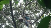 Petani durian lokal Heri Trisanto (30) warga Desa Siguci Kecamatan Bandar Kabupaten Batang, Jawa Tengah mengaku panen durian tahun ini sangat melimpah bahkan meningkat dua kali lipat dari tahun sebelumnya. (Foto: MC Batang)