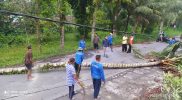 Pamong Kalurahan Kepuharjo, Kapanewon Cangkringan, Kabupaten Sleman bekerja sama dengan Komunitas Cokro melakukan penebangan pohon yang tumbuh menjulang tinggi di sepanjang jalan Merapi Golf sampai SMP 2 Cangkringan, pada Jumat (14/1/2022). (Foto: MC Kab Sleman)