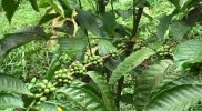 Desa Sambak Kecamatan Kajoran Kabupaten Magelang menyimpan potensi kopi yang luar biasa. Selain meningkatkan taraf ekonomi masyarakat, kopi di Sambak juga berperan melestarikan konservasi alam. (Foto: humas/beritamagelang)