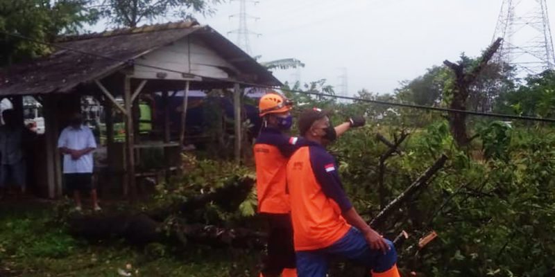 Petugas BPBD Kabupaten Batang membersihkan ranting dan pohon tumbang akibat angin kencang yang terjadi di Kecamatan Tulis, Batang, Jawa Tengah, pada Minggu sore (23/1), pukul 15.45 WIB. (Foto: BPBD Kabupaten Batang) 