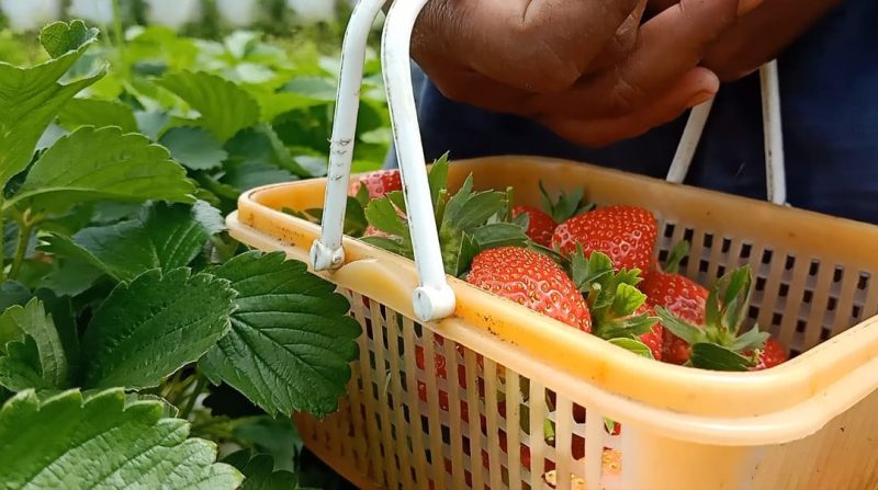 Petik Strawberry Jadi Potensi Wisata di Desa Banyuroto Sawangan Kabupaten Magelang. (Foto:beritamagelang)