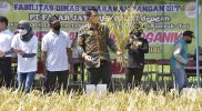 Wakil Bupati Sleman Danang Maharsa melakukan panen padi organik merah di Sumberharjo, Prambanan, pada Sabtu (26/2/2022). (Foto: Humas Sleman)