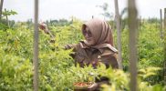 Bupati Klaten, Sri Mulyani mengapresiasi pertanian hortikultura yang dikembangkan Badan Usaha Milik Desa (BUMDes) Jabung, Kecamatan Gantiwarno. (Foto: Diskominfo Klaten)