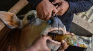 Peternak memberikan minuman jamu tradisional kepada sapi peliharaan di Peternakan Berkah Super Pedet (BSP) Farm, Desa Ciharalang, Kabupaten Ciamis, Jawa Barat, Selasa (17/5/2022). Antara Foto/ Adeng Bustomi