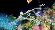 Pohon tumbang timpa rumah warga di wilayah Sleman usai hujan lebat disertai angin kencang pada Minggu (22/5/2022) sore. Foto: Ist/yogyapos.com