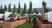 Pameran dan Kontes Bonsai Nasional, mengusung tema Laras Roso Bumi Syailendra digelar di Lapangan Tuksongo Borobudur pada 4 - 13 Juni 2022. Foto: Ist/beritamagelang