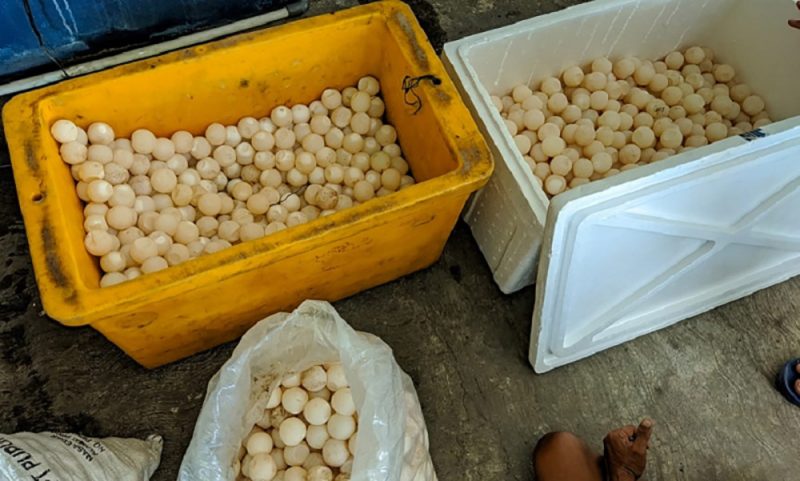 Telur penyu sisik yang berhasil diselamatkan dari upaya penyelundupan di wilayah Polda Babel. Foto: Biro Humas KLHK