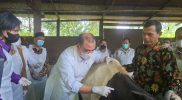 Vaksinasi massal dalam upaya pengendalian Penyakit Mulut dan Kuku (PMK) secara nasional mulai dilakukan Kementerian Pertanian. Foto: InfoPublik/Kementan