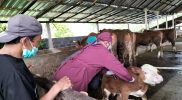 Kepala bidang Peternakan dan Kesehatan Hewan Dislutkannak Batang Syam Manohara mengatakan, target awal yang menjadi sasaran vaksinasi adalah ternak khusus sapi perah, pembibitan yang ada di peternakan rakyat. Foto: MC Batang