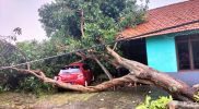 Kondisi rumah warga yang tertimpa pohon tumbang di Kecamatan Kendal, Kabupaten Kendal, Provinsi Jawa Tengah. Foto: BPBD Kab.Kendal