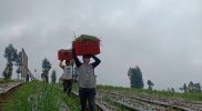 Pemkab Temanggung memfokuskan pengembangan program lumbung pangan atau food estate bidang hortikultura di Kabupaten Temanggung. Foto: MC.TMG
