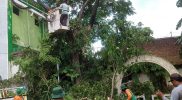 Ilustrasi, DLH Kota Yogyakarta sedang melakukan penebangan pohon tumbang di wilayahnya. Hingga saat ini ada sekitar 20 pohon tumbang dalam setahun akibat musim penghujan disertai angin. Foto: Humas Pemkot Yogya