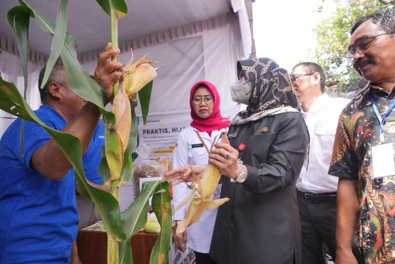 Sri Mulyani saat membuka Agro Expo Pertanian Kontak Tani Nasional Andalan (KTNA) Klaten, di halaman kantor Dinas Ketahanan Pangan dan Pertanian (DKPP) Kabupaten Klaten, Rabu (2/11/2022). Foto: Kominfo-klt