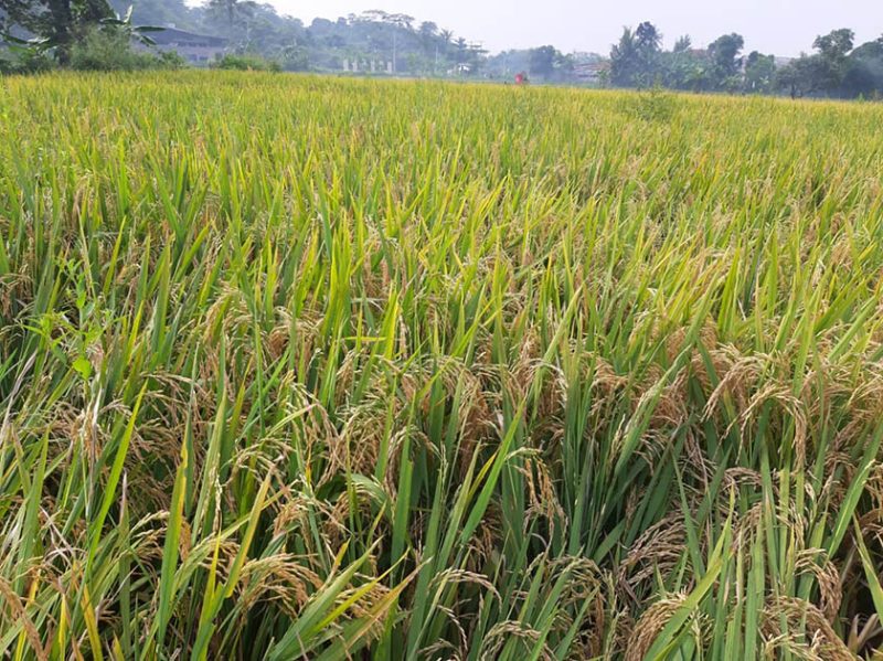Stok beras di Provinsi Jawa Timur (Jatim) akhir 2022 melimpah, bahkan siap memasok ke provinsi lainnya sehingga kebutuhan beras di saat Natal 2022 dan Tahun Baru 2023 terpenuhi dari produksi petani sendiri. Foto: Istimewa
