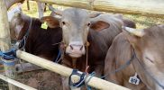 Hewan kurban sapi tetap dalam pengawasan ketat jelang Hari Raya Kurban. (Foto: ilustrasi)